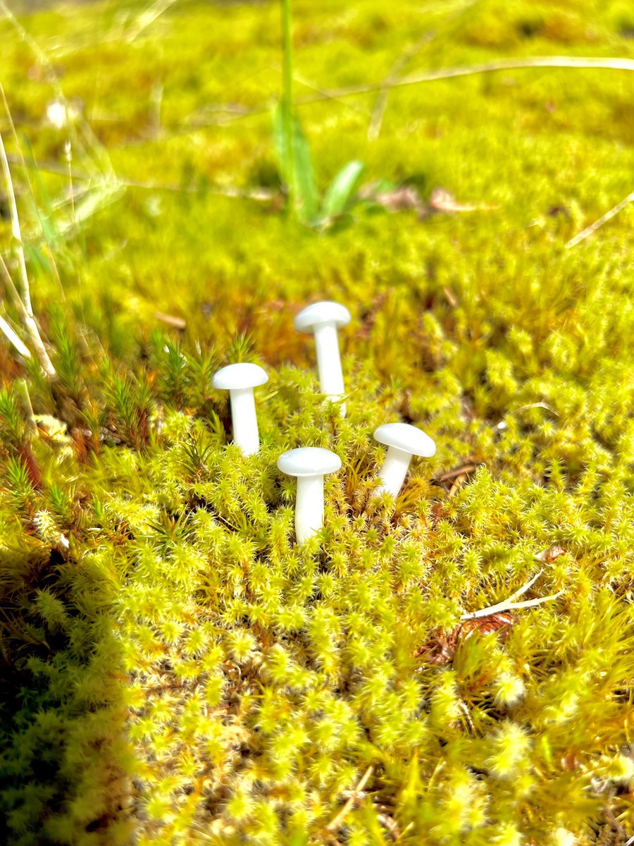 Image of 4 Ghost Glow Mushroom Plant Spike 