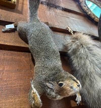 Image 3 of Make your own Taxidermy Squirrel Workshop May 21st 5.30- 9.30pm