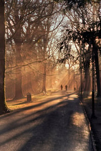 Park Shadows 