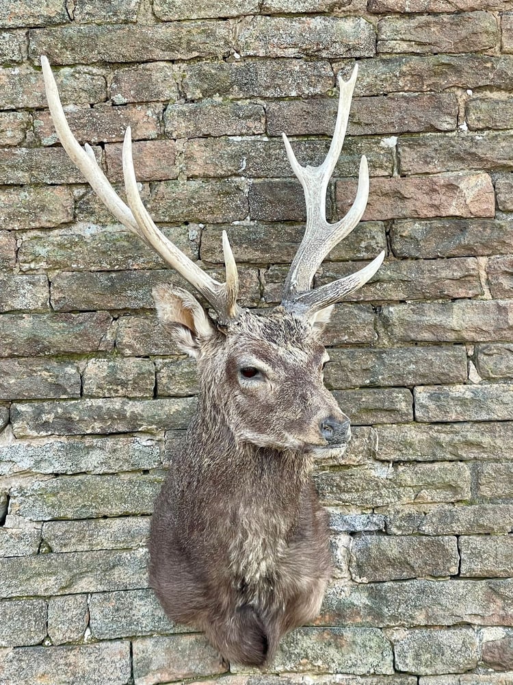 Image of Exceptional Taxidermy Sika Deer 