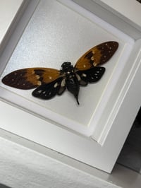 Image 2 of Amber Cicada 