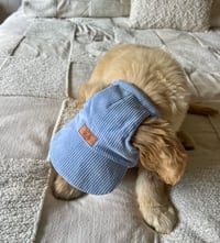 Image 2 of Baby Blue Corduroy Pet Hat