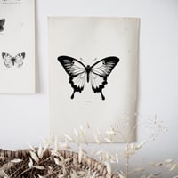 Image 2 of Planches De Papillons 