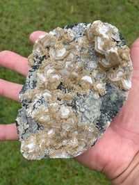 Image 17 of UV Cookie Calcite Specimen #1839