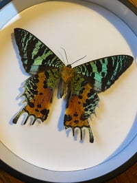 Image 2 of Urania ripheus