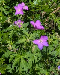 Image 4 of Western Geranium : Geranium oreganum
