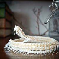 Image 1 of Viper Skeleton in a glass jar