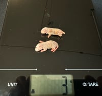 Image 2 of Pinky Mouse