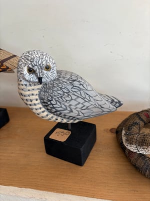 Image of Grey small owl 