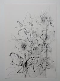 Hellebores V