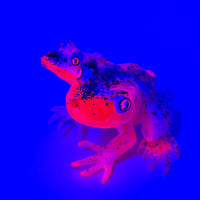 Image 2 of Dragon Fruit Siamese Frog 2025