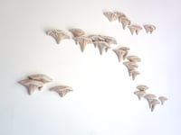 Shelf Mushrooms- Cara O'Brien