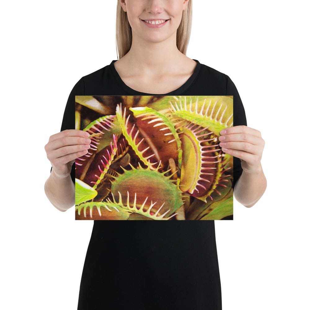 Photo Print: Venus Flytrap