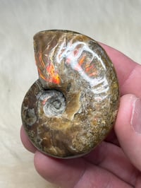 Image 4 of Large Opalized Ammonite Shell Fossil #2415