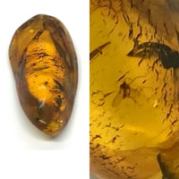 Image 5 of Time Travelling super fly, Amber pendant.