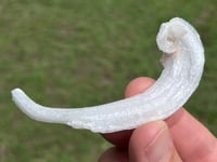 Image 11 of Rams Horn Selenite, Gypsum Specimen | Guizhou China #2867