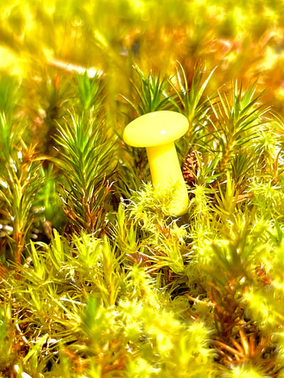 Image of Mini Yellow Mushroom Plant Spike