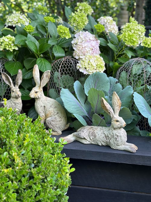 Image of Resting Hare 