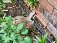 Image 3 of Chukar Hatching eggs