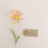 Image 2 of cocon flowers