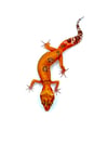 High Contrast Tangerine (Tremper) (3)