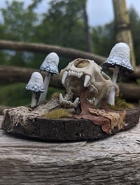 Image 2 of ABTRUSE - Otter Skull Diorama *Faux Skull*