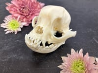 Image 5 of Medium Skull Cleaning (16-59lbs)
