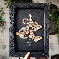 Image 1 of Snake skeleton with Brahmin moths
