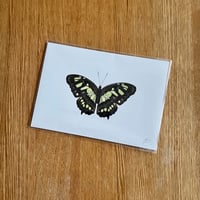 Image 4 of Butterfly Print #4 - Various Designs