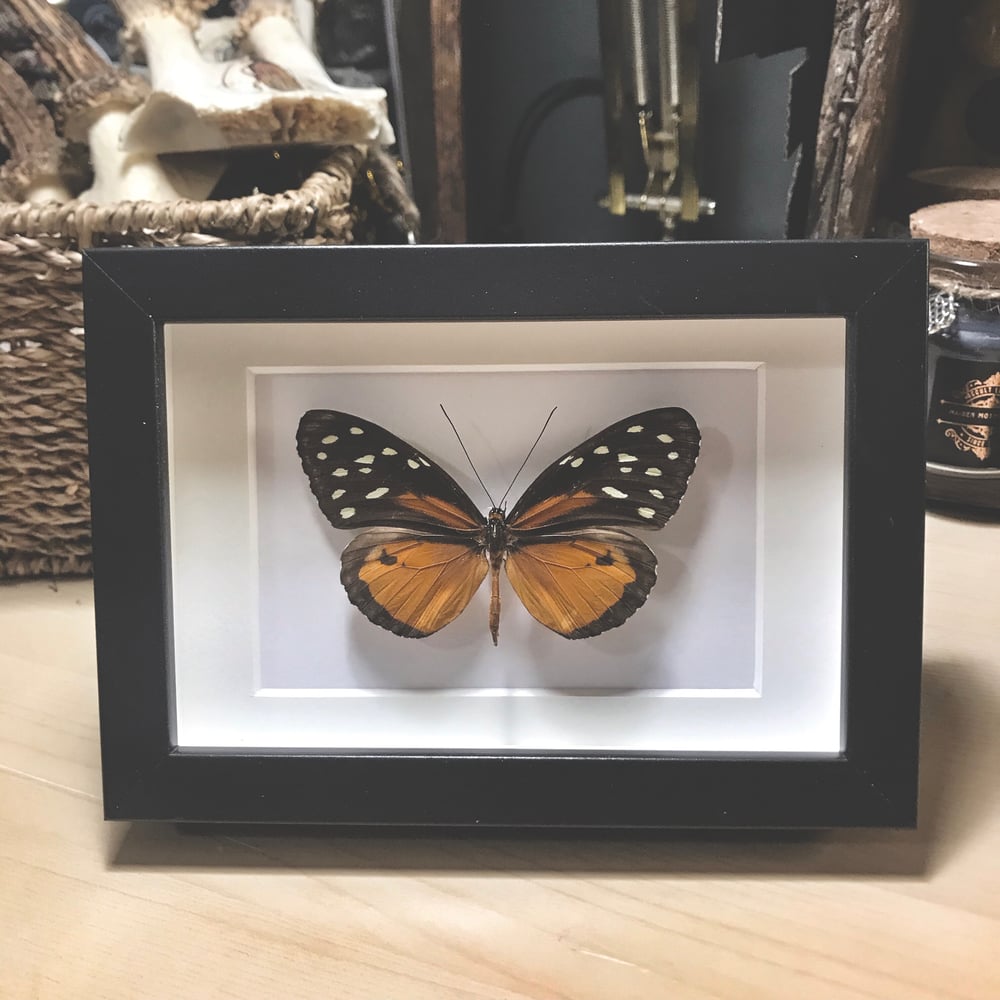 Image of Framed Columbian Butterfly