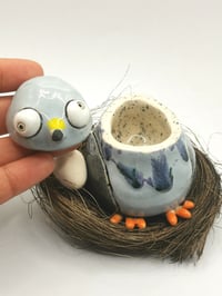 Image 2 of Pigeon 1