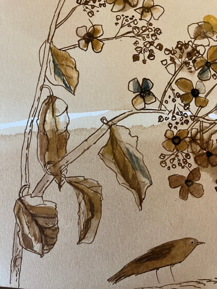 Image of Dried hydrangea and little bird 