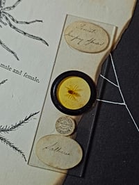 Image 4 of Antique Microscopic slide Spider - with preserved web 