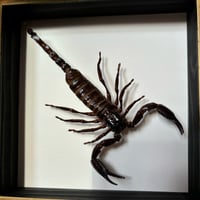 Image 2 of scorpion