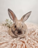 Image 1 of Easter Mini Sessions with Bunnies- 10 minutes