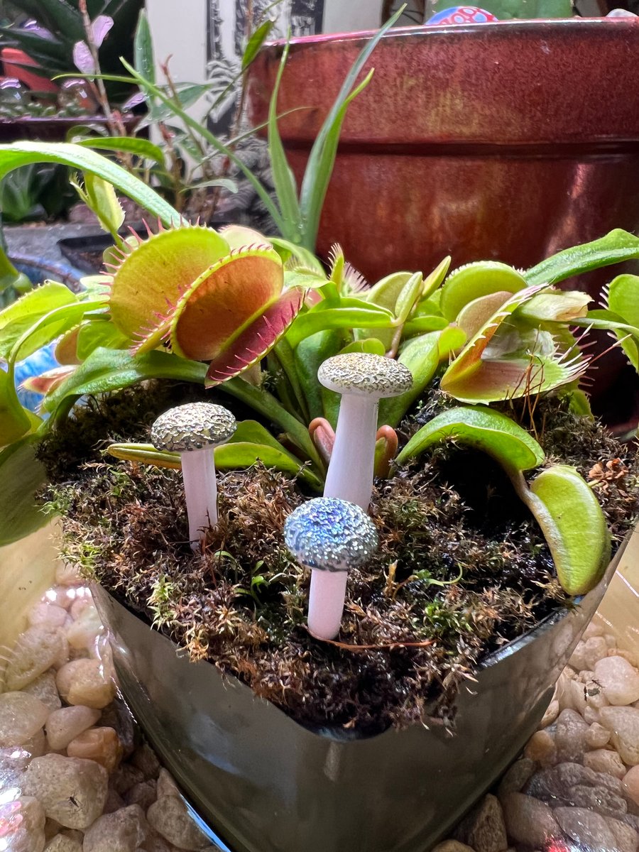 Image of 3 Mini Shiny Capped Mushroom Plant Spikes