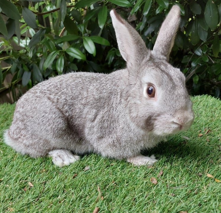 Image of Benji (M)