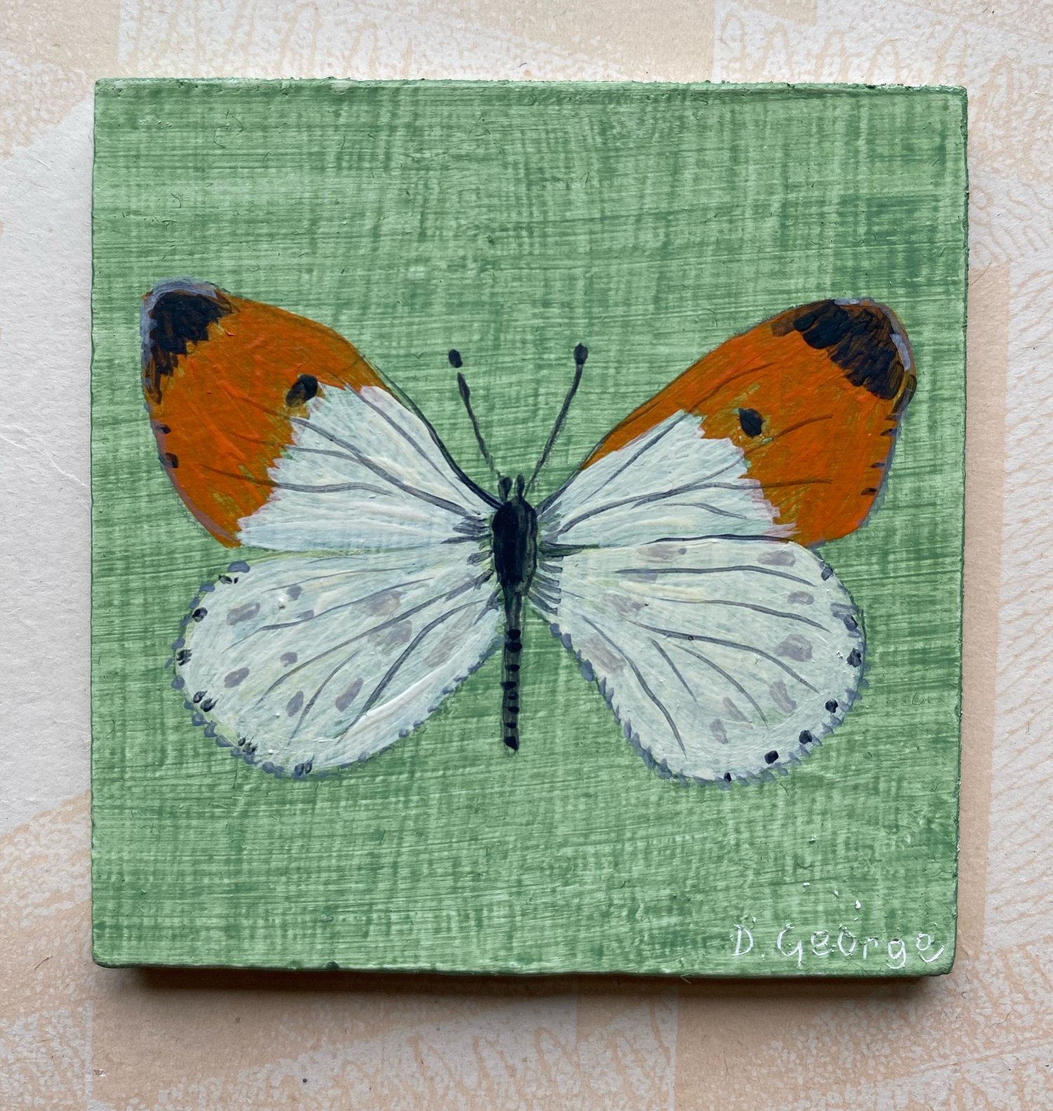Image of Miniature orange tip butterfly