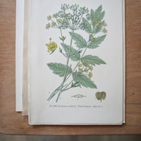 Image 4 of Planches De Botanique Anciennes Potager