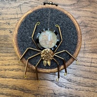 Image 4 of Amapnid (c, 3.5 inches) 