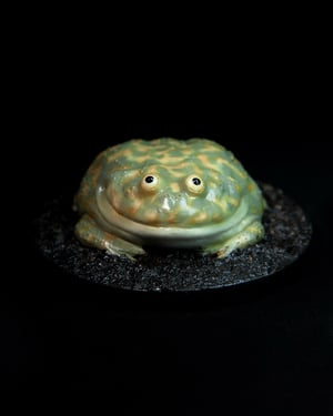 Budgett’s Frog Model