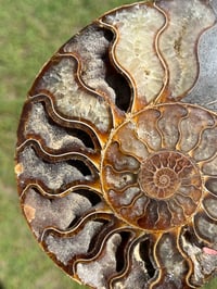 Image 4 of Ammonite Fossil Pair | Madagascar #2907