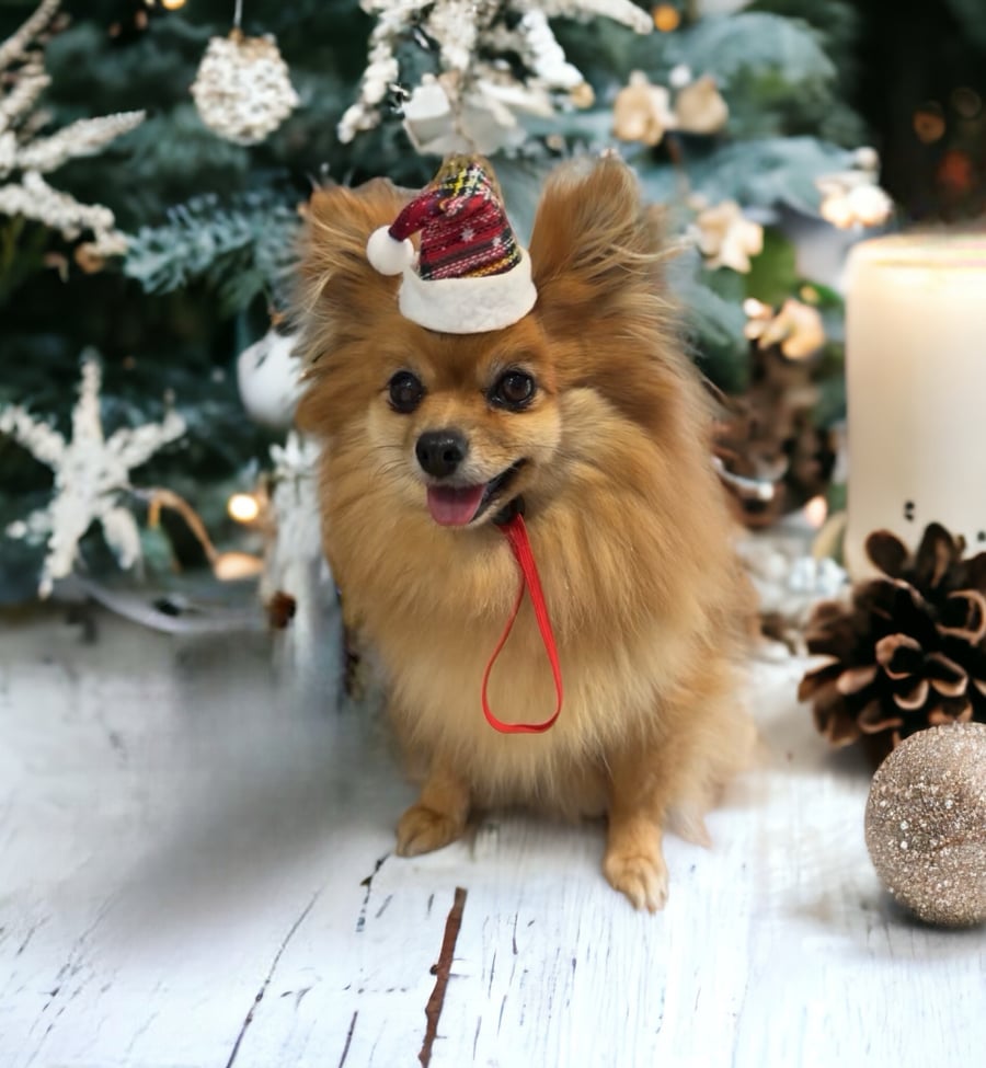 Image of Mini Christmas Hat