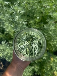 Image 2 of Wormwood Salve