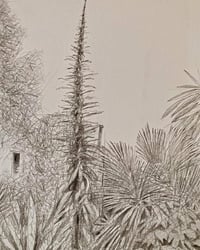 Image 1 of ‘Echium’ by Noel Betowski