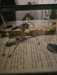 Image 5 of Orbweaver Taxiderny Spider 1800s Bible Page With crucifix and Real Web