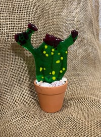Image 5 of Cactus