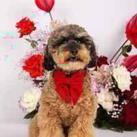 Image 1 of LOVE LUX SAILOR BOW