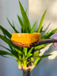 Image 2 of Turmeric & Ginger Infused Seamoss