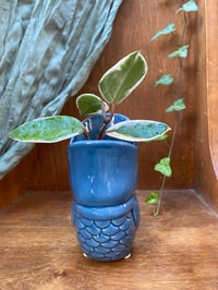Image 4 of Sea Star Hoya in Fish Pot